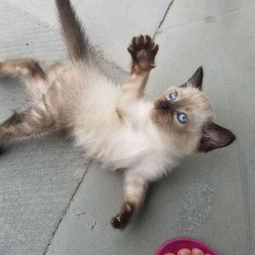 母猫第一胎成活率 猫崽多少天过危险期