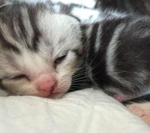 母猫第一胎成活率 猫崽多少天过危险期