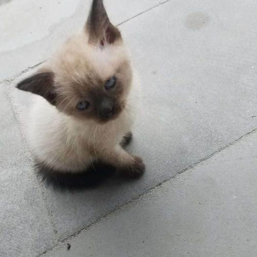 母猫第一胎成活率 猫崽多少天过危险期