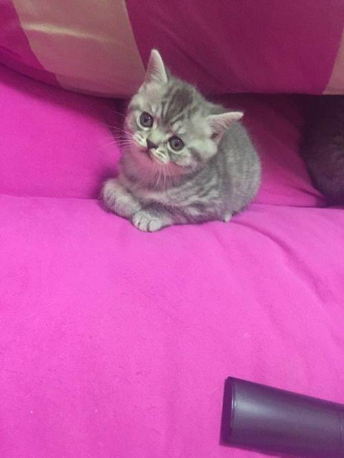母猫第一胎成活率 猫崽多少天过危险期