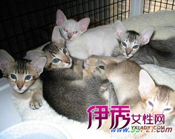 怎么引導幼貓吃東西 幼貓不吃東西一直叫