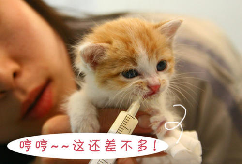 怎么引導幼貓吃東西 幼貓不吃東西一直叫