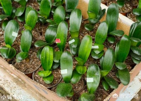 青島君子蘭幾月份換盆？