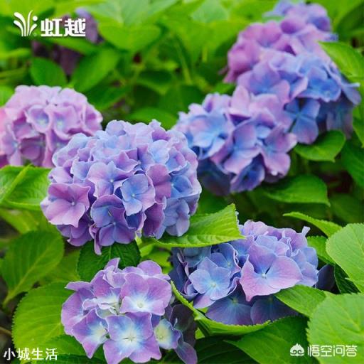 济南适合种植什么花草?