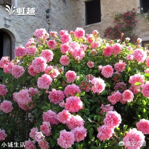 济南适合种植什么花草?