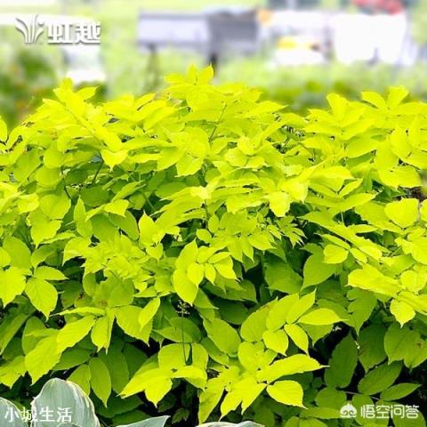 济南适合种植什么花草?