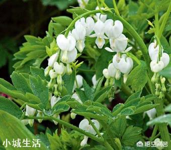 济南适合种植什么花草?