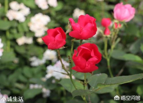 济南适合种植什么花草?