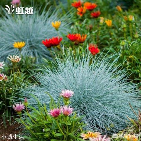 济南适合种植什么花草?
