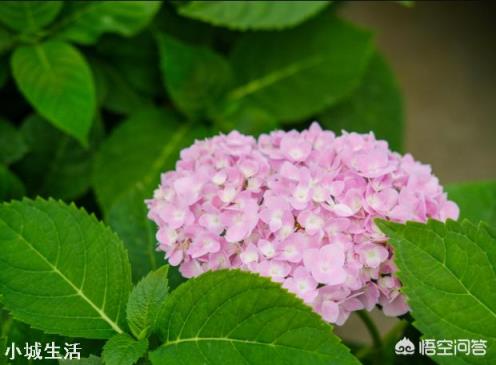 济南适合种植什么花草?