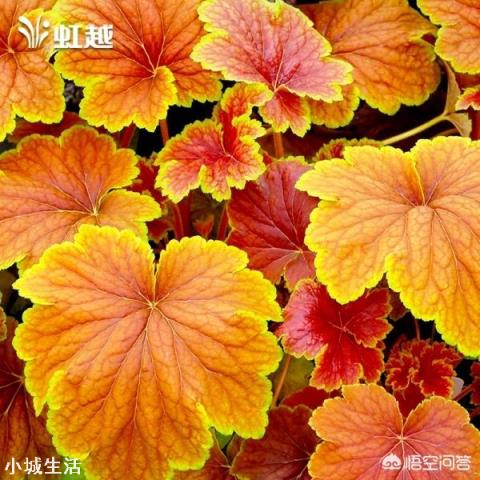 济南适合种植什么花草?
