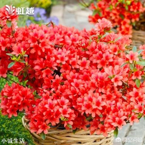 济南适合种植什么花草?