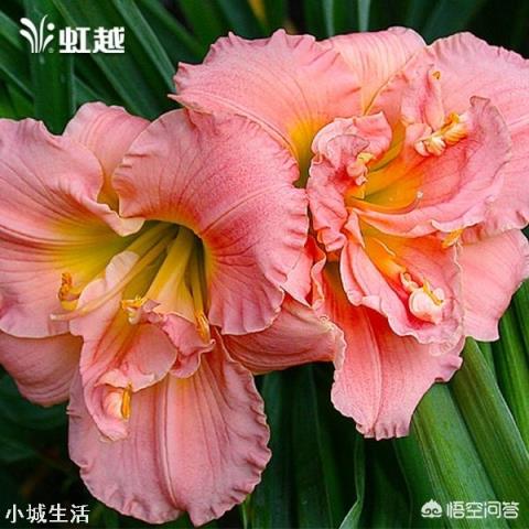 济南适合种植什么花草?