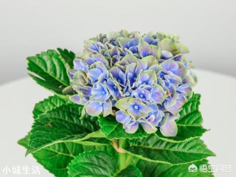 济南适合种植什么花草?