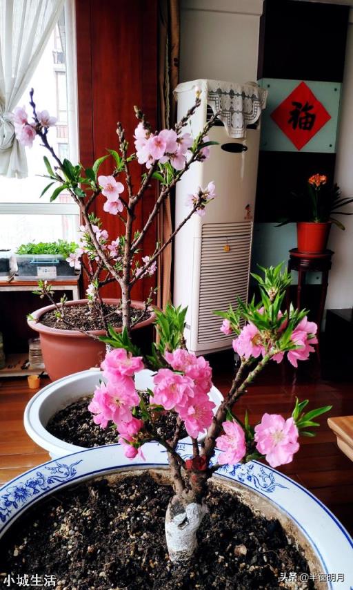 北方的迎春花什么时侯移到室外?