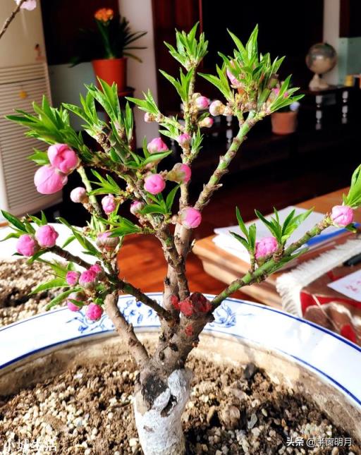 北方的迎春花什么时侯移到室外?