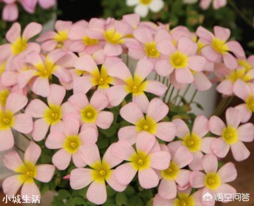 尿素一克兑多少水浇花?注意什么?