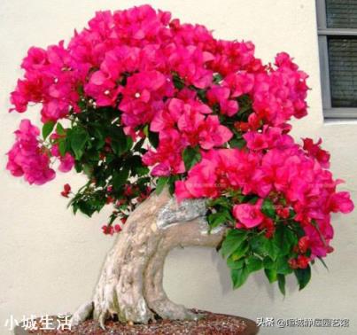 尿素一克兑多少水浇花?注意什么?