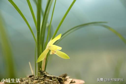 尿素一克兑多少水浇花?注意什么?