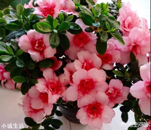 尿素一克兑多少水浇花?注意什么?
