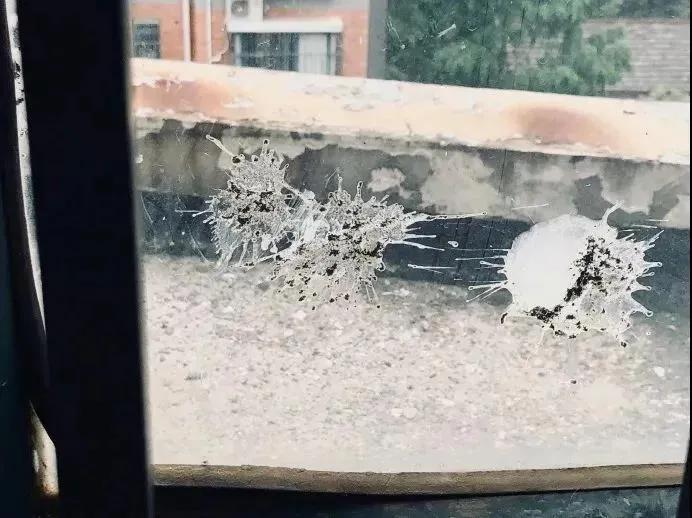 我家猫得罪了一只记仇的黑鸟后，每天隔着窗户“被喷屎”