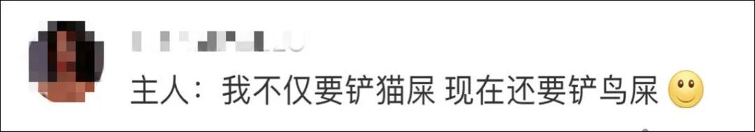 我家猫得罪了一只记仇的黑鸟后，每天隔着窗户“被喷屎”