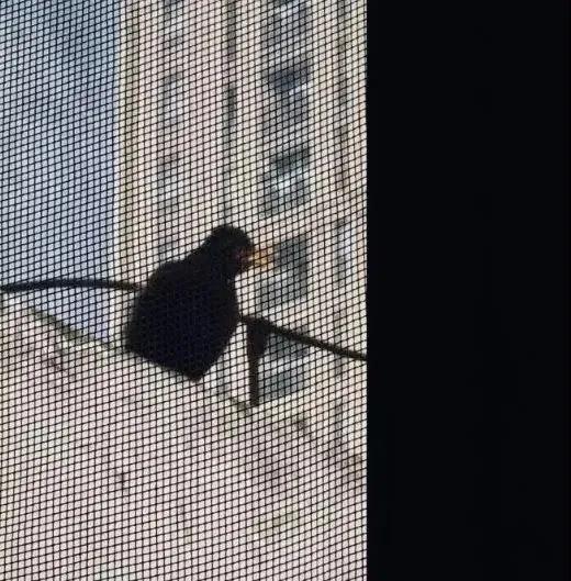 我家猫得罪了一只记仇的黑鸟后，每天隔着窗户“被喷屎”