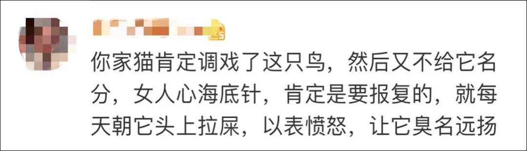 我家猫得罪了一只记仇的黑鸟后，每天隔着窗户“被喷屎”