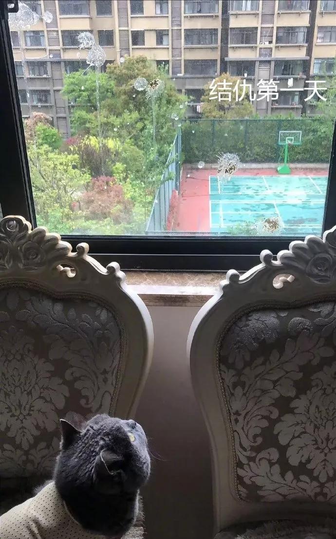 我家猫得罪了一只记仇的黑鸟后，每天隔着窗户“被喷屎”