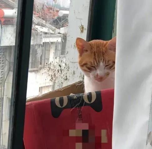 我家猫得罪了一只记仇的黑鸟后，每天隔着窗户“被喷屎”