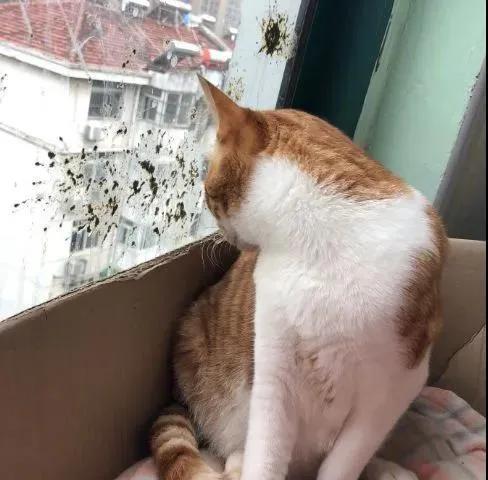 我家猫得罪了一只记仇的黑鸟后，每天隔着窗户“被喷屎”