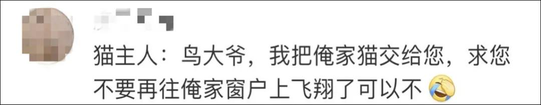 我家猫得罪了一只记仇的黑鸟后，每天隔着窗户“被喷屎”