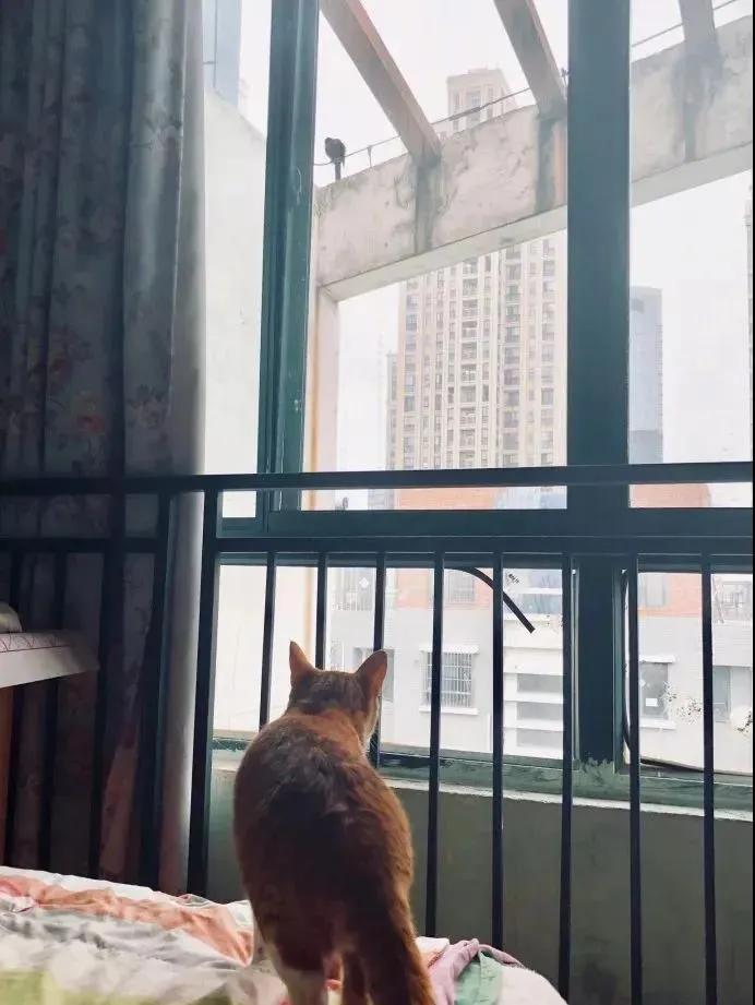 我家猫得罪了一只记仇的黑鸟后，每天隔着窗户“被喷屎”