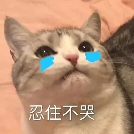 我家猫得罪了一只记仇的黑鸟后，每天隔着窗户“被喷屎”