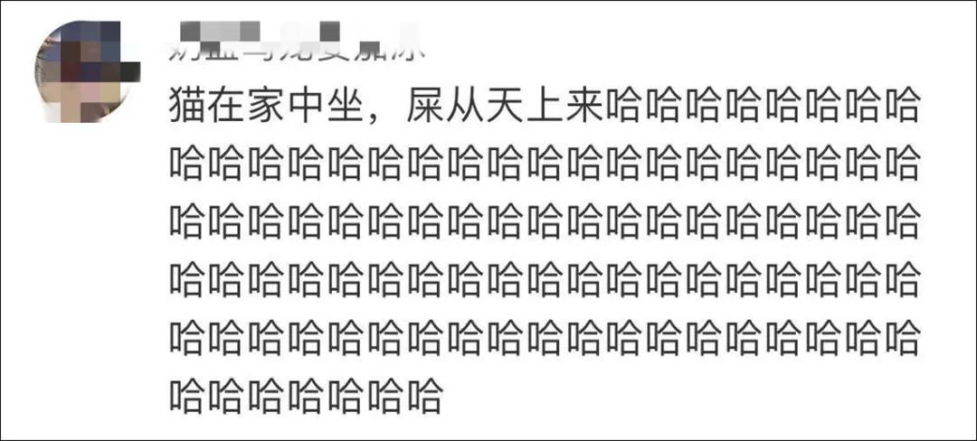 我家猫得罪了一只记仇的黑鸟后，每天隔着窗户“被喷屎”