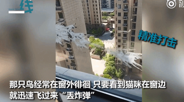 我家猫得罪了一只记仇的黑鸟后，每天隔着窗户“被喷屎”