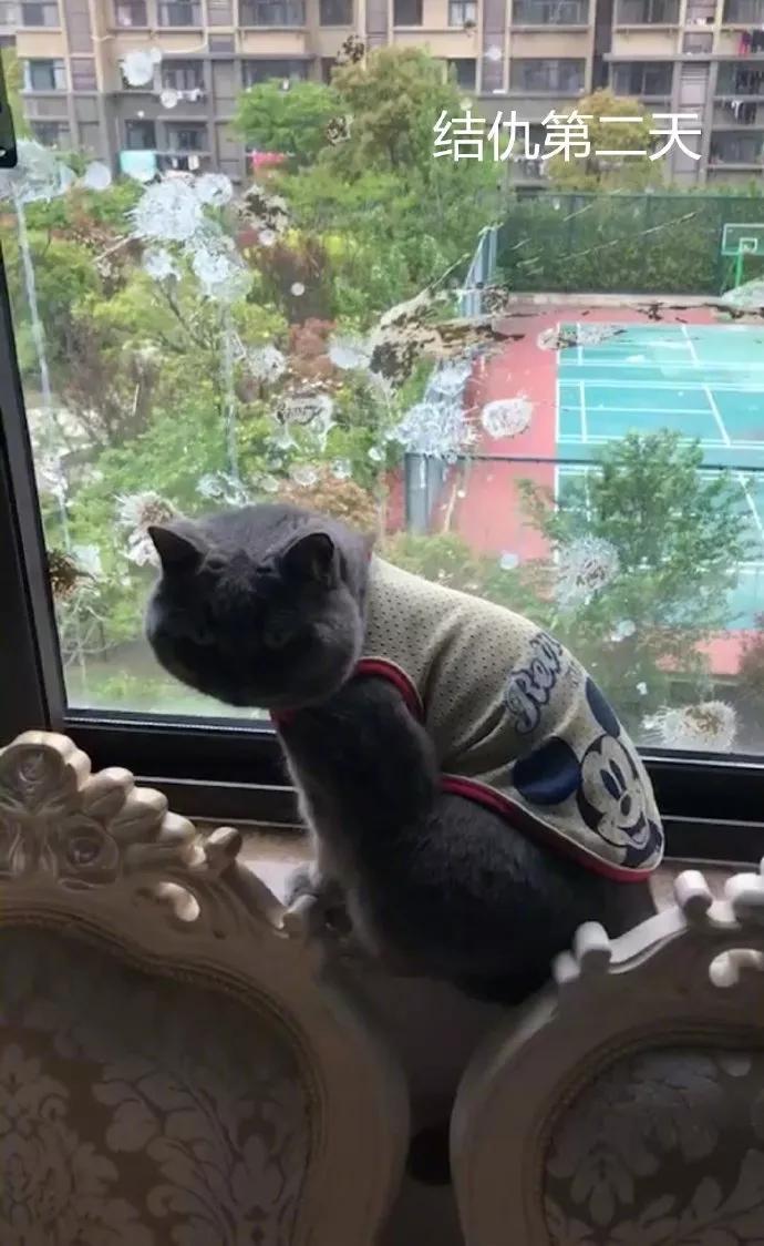 我家猫得罪了一只记仇的黑鸟后，每天隔着窗户“被喷屎”
