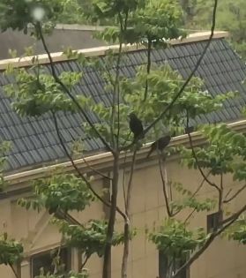 我家猫得罪了一只记仇的黑鸟后，每天隔着窗户“被喷屎”