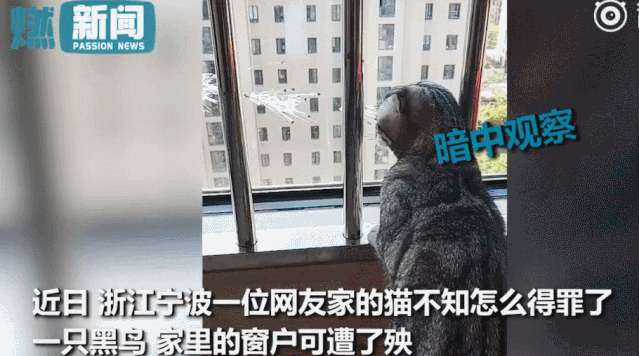 我家猫得罪了一只记仇的黑鸟后，每天隔着窗户“被喷屎”