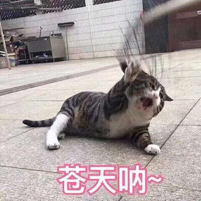 我家猫得罪了一只记仇的黑鸟后，每天隔着窗户“被喷屎”