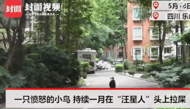 我家猫得罪了一只记仇的黑鸟后，每天隔着窗户“被喷屎”