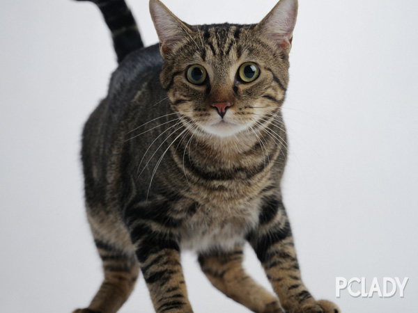 狸花猫翻脸的时候会表现出哪些举动