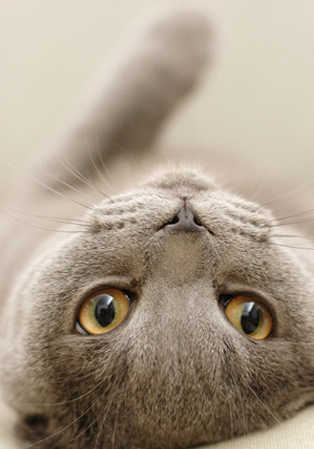 波斯猫的寿命多长，波斯猫寿命