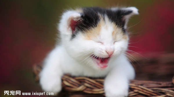 自制猫粮的方法与自制猫粮注意事项