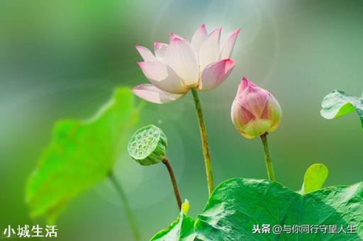 什么花最好看？