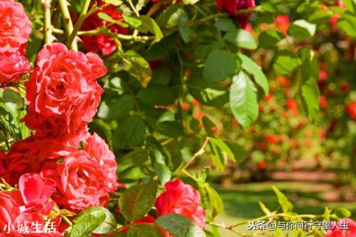 什么花最好看？