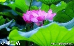 什么花最好看？