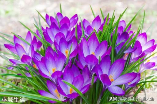 什么花最好看？