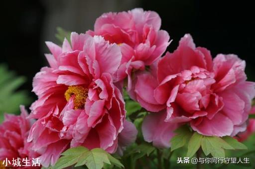 什么花最好看？