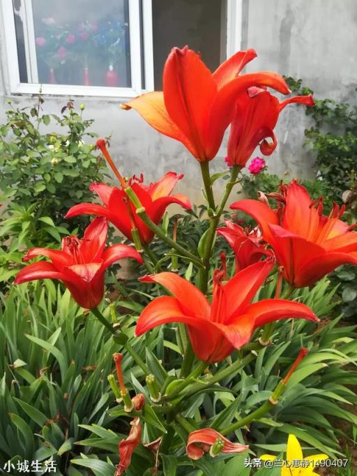 什么花最好看？
